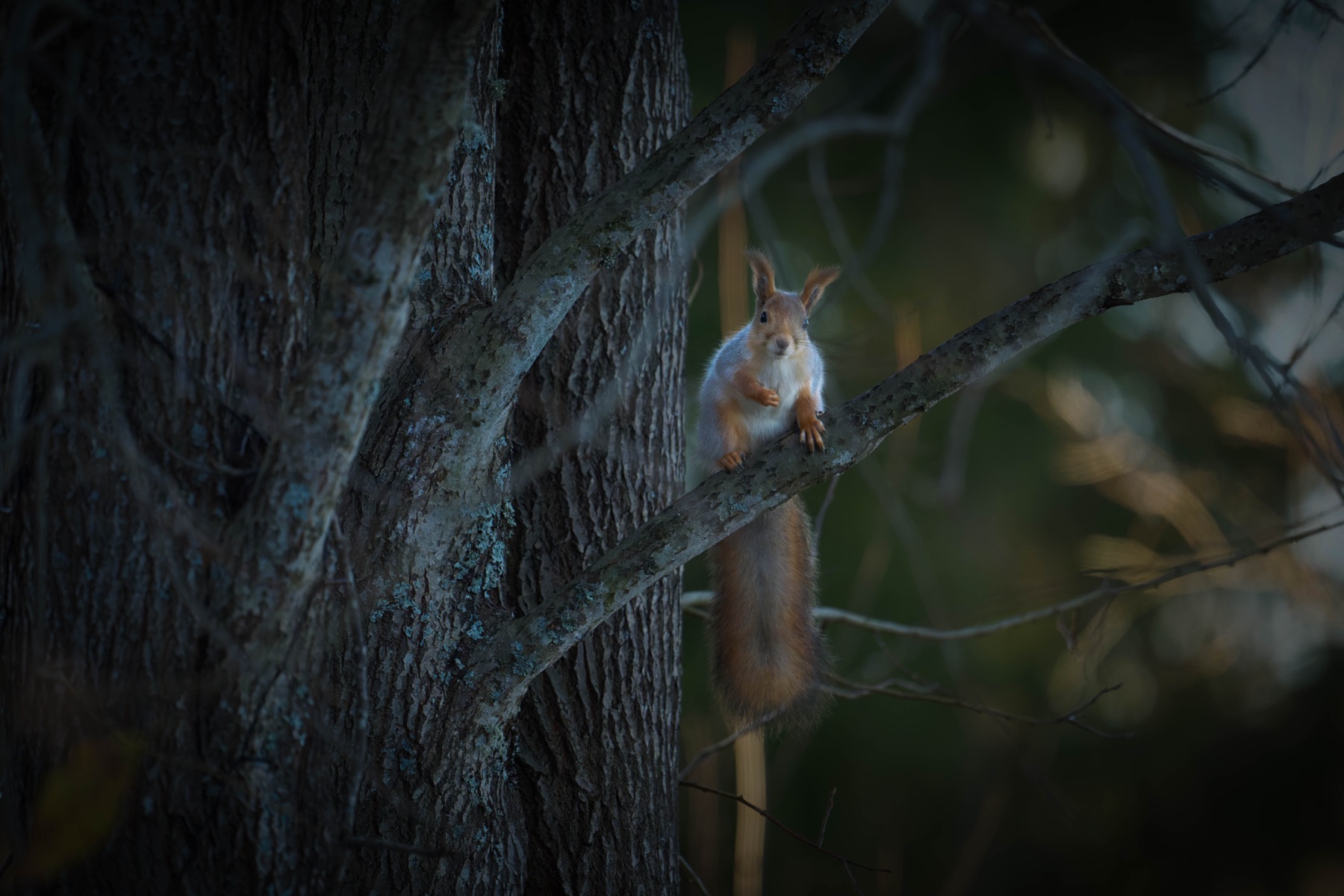 Tierwelt Fotografie von Beatrice Ehrle