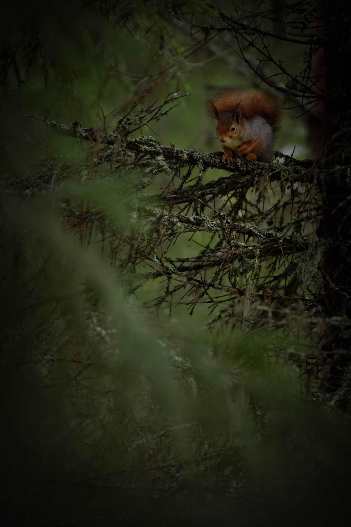 Tierwelt Fotografie von Beatrice Ehrle