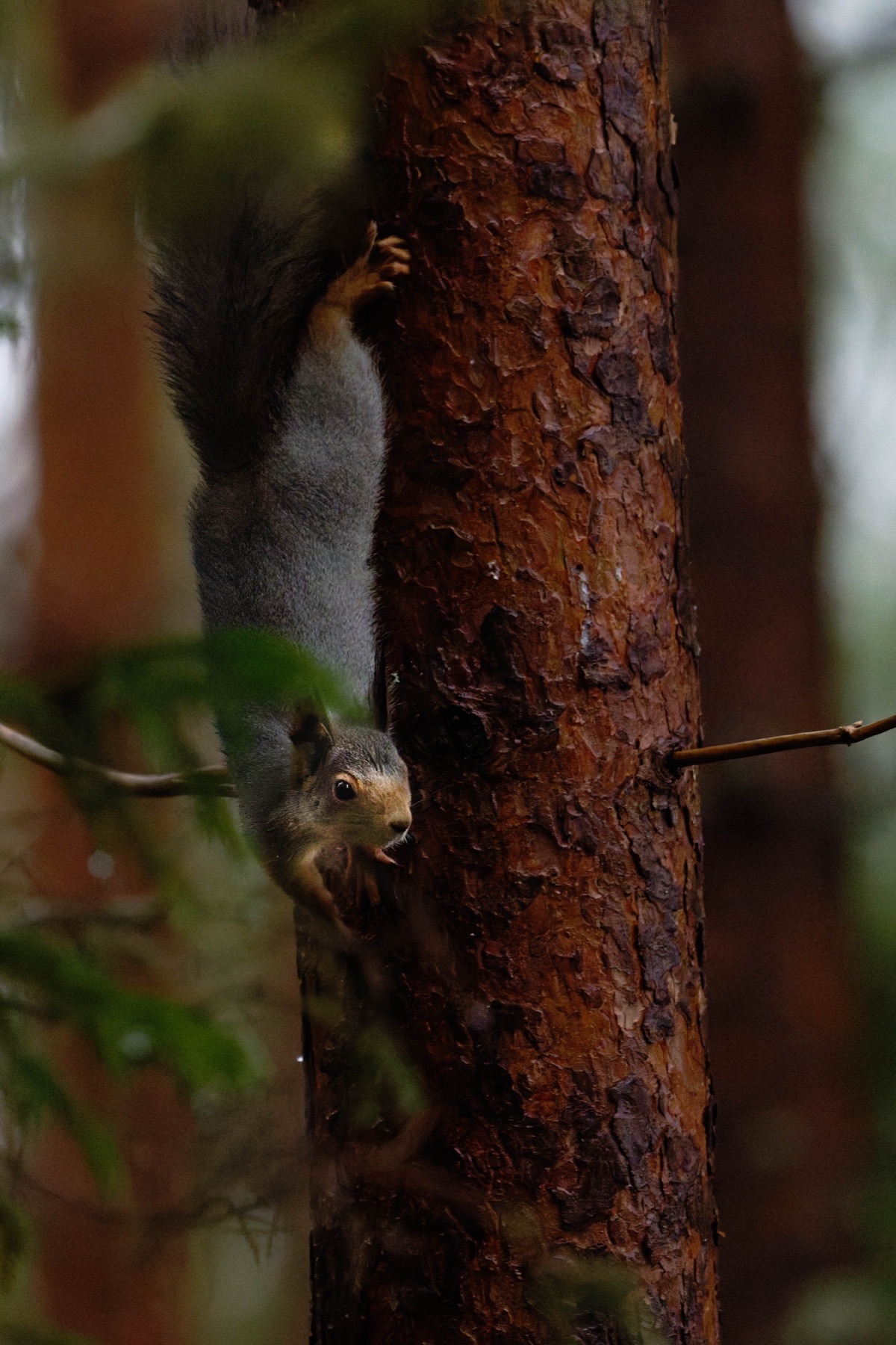 Tierwelt Fotografie von Beatrice Ehrle