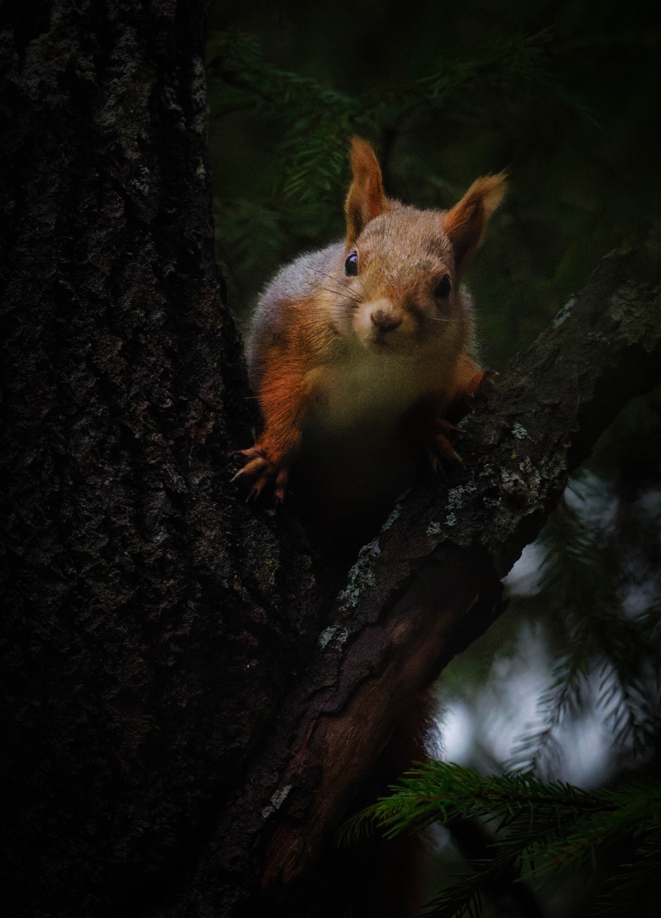 Tierwelt Fotografie von Beatrice Ehrle