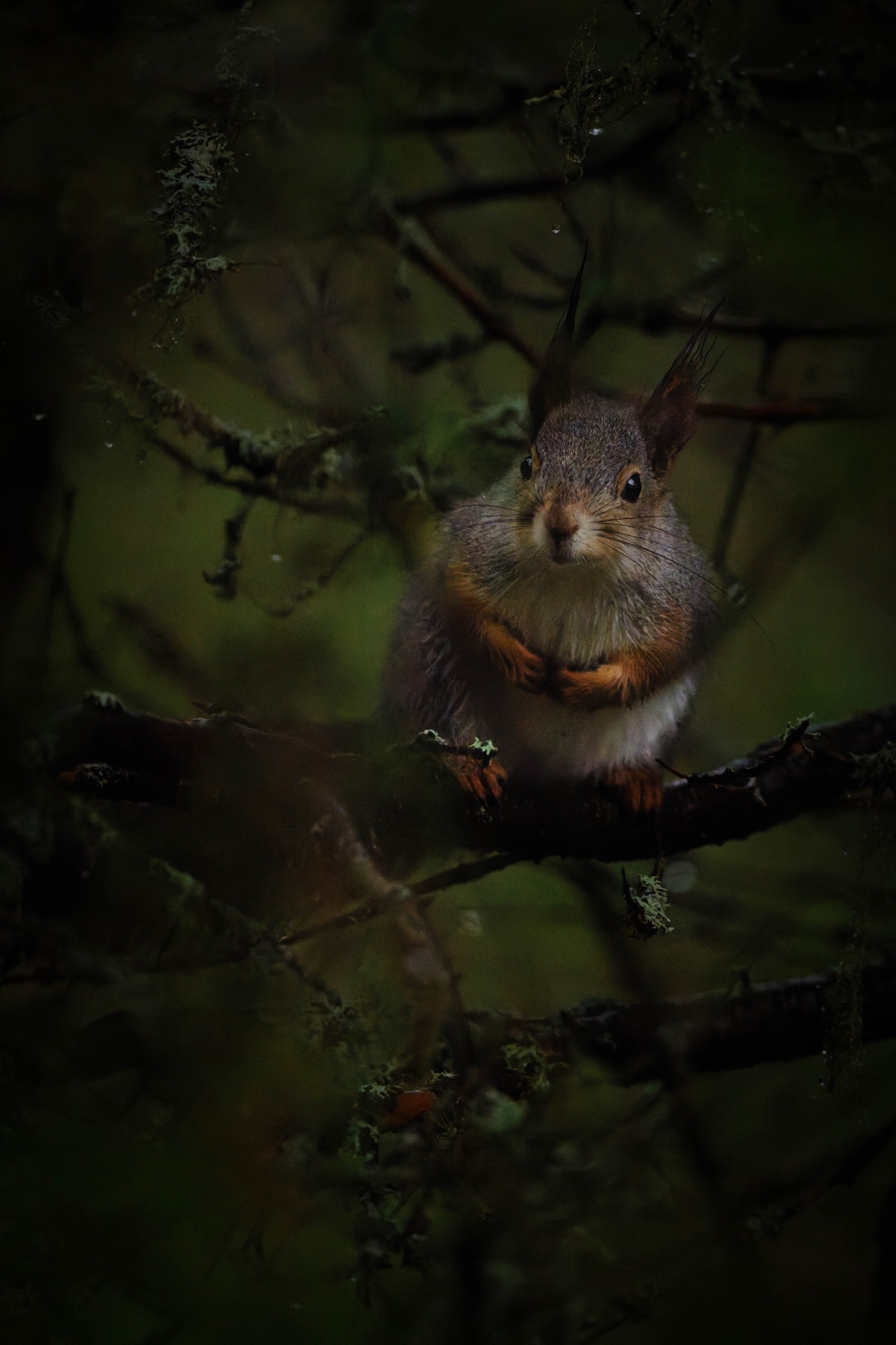 Tierwelt Fotografie von Beatrice Ehrle