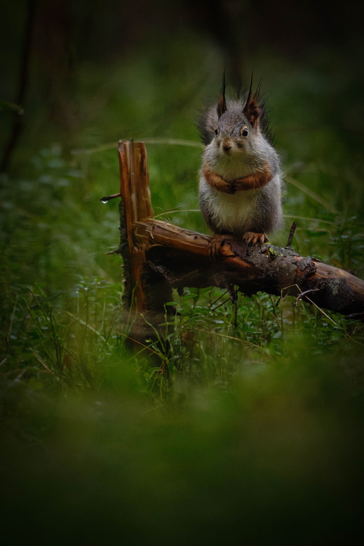 Tierwelt Fotografie von Beatrice Ehrle