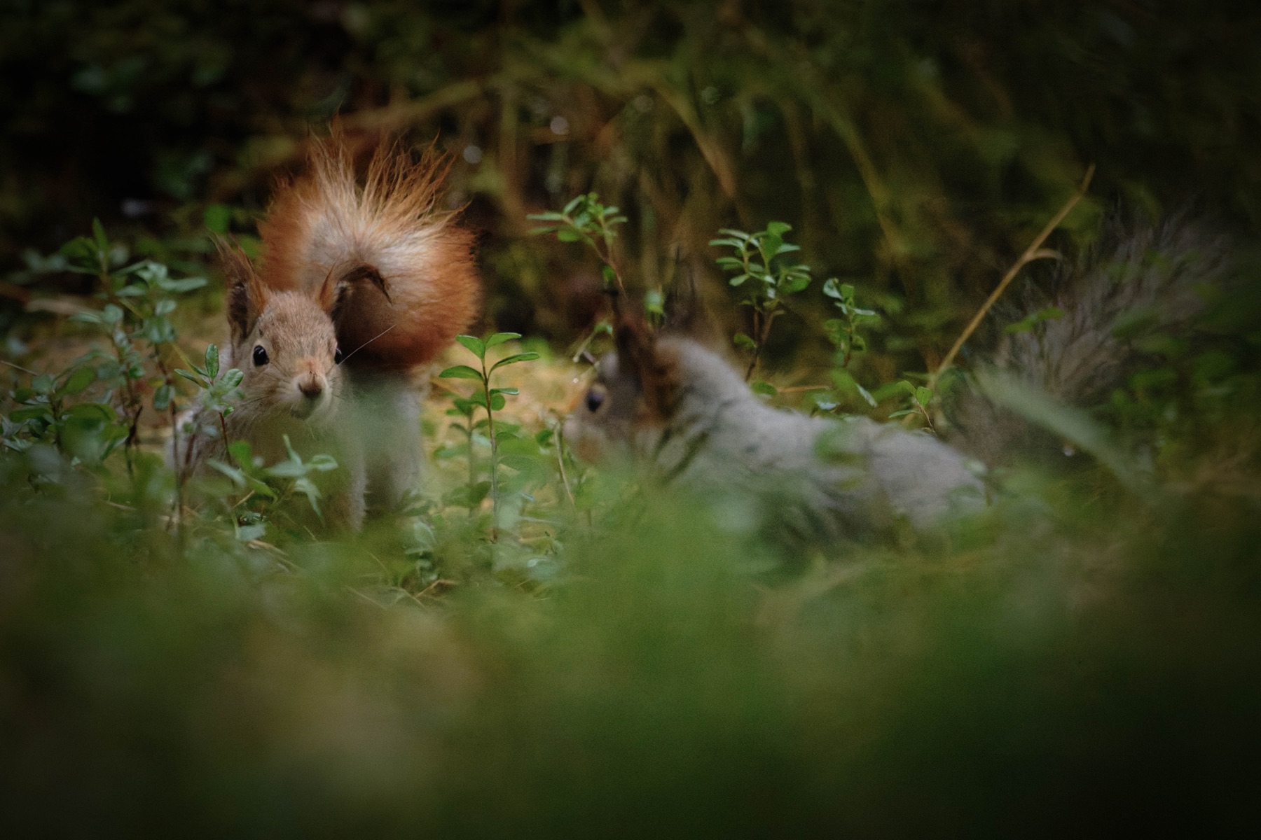Tierwelt Fotografie von Beatrice Ehrle