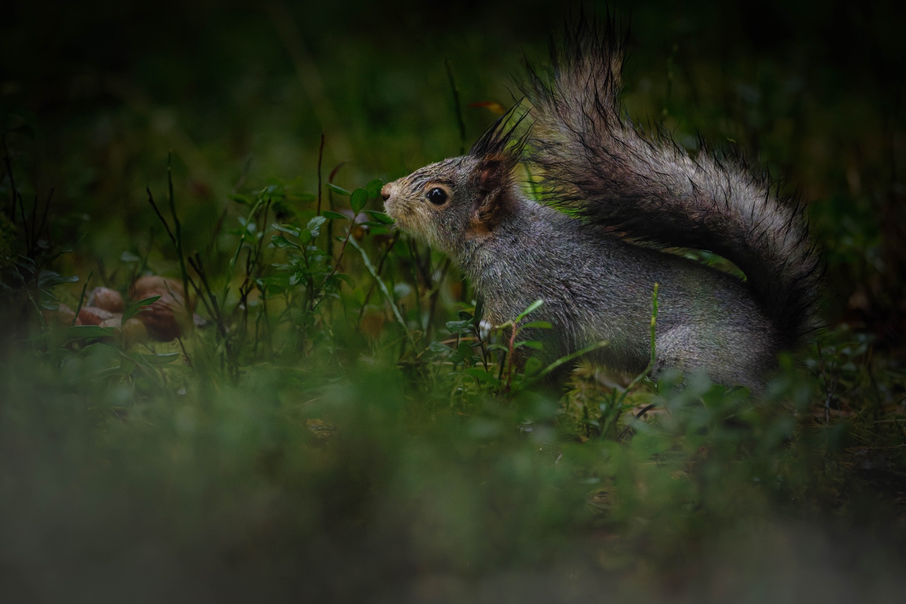 Tierwelt Fotografie von Beatrice Ehrle