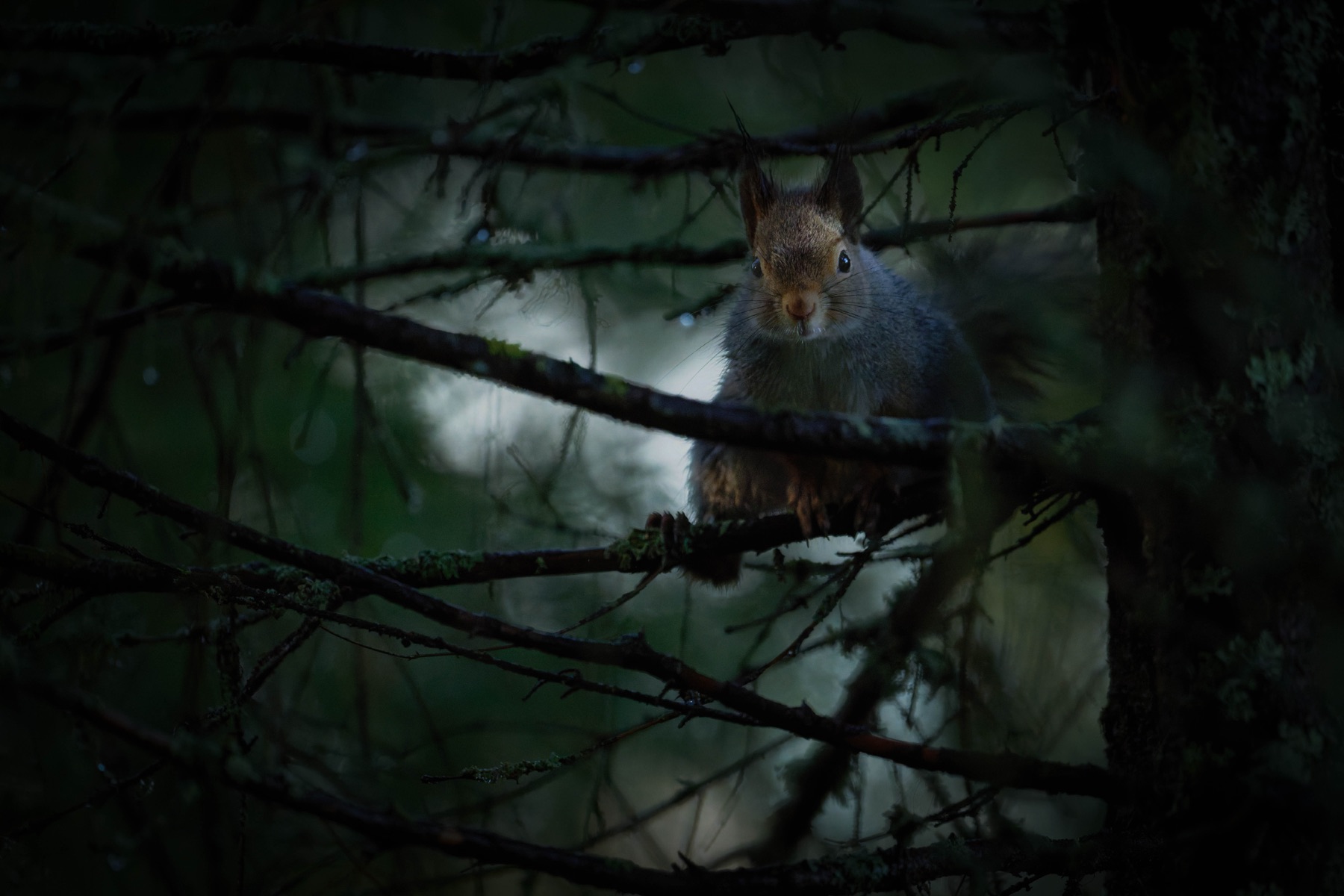 Tierwelt Fotografie von Beatrice Ehrle