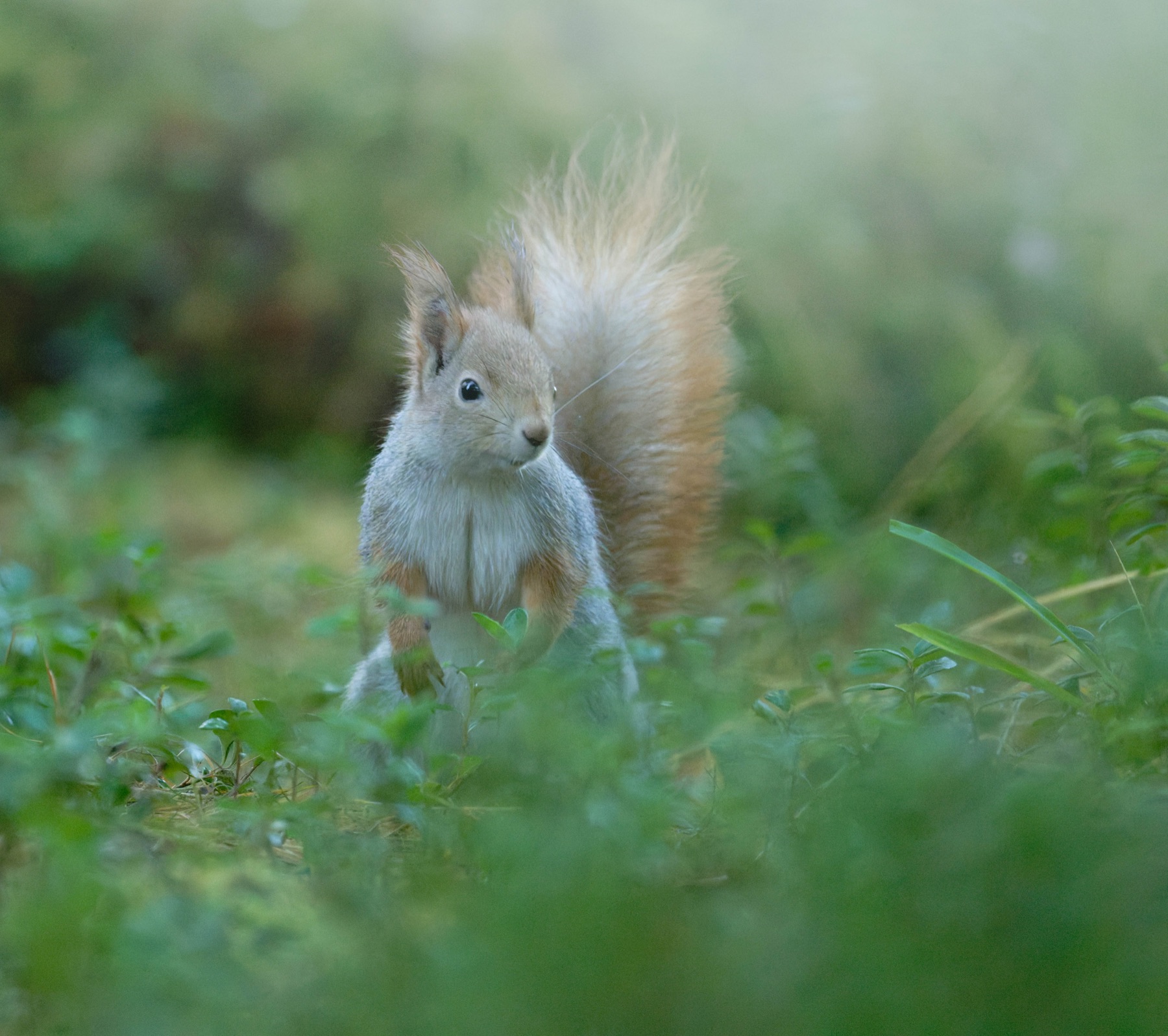 Tierwelt Fotografie von Beatrice Ehrle