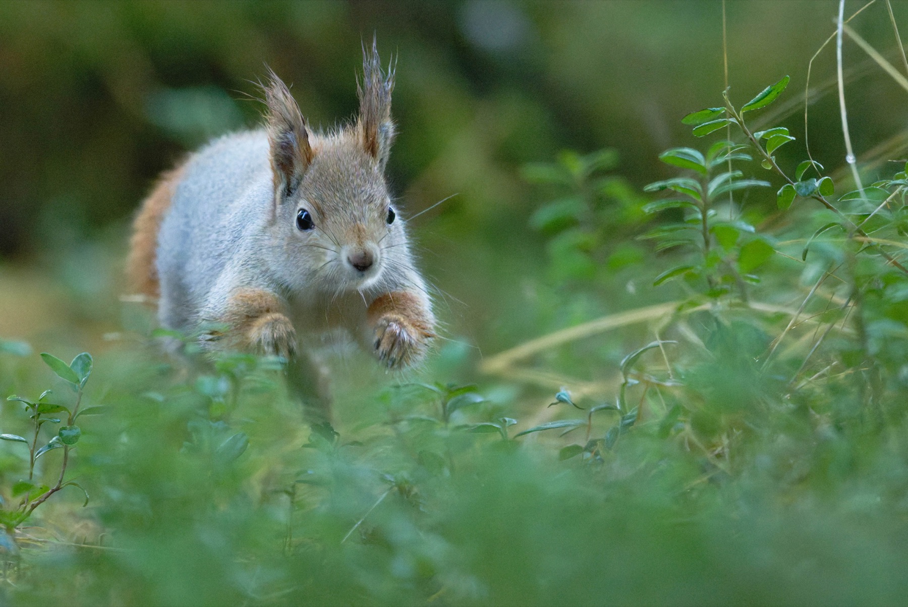 Tierwelt Fotografie von Beatrice Ehrle