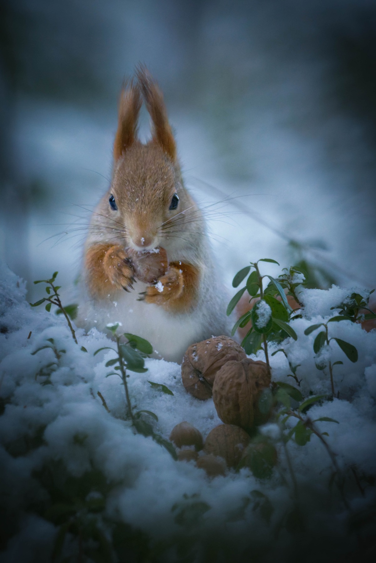 Tierwelt Fotografie von Beatrice Ehrle