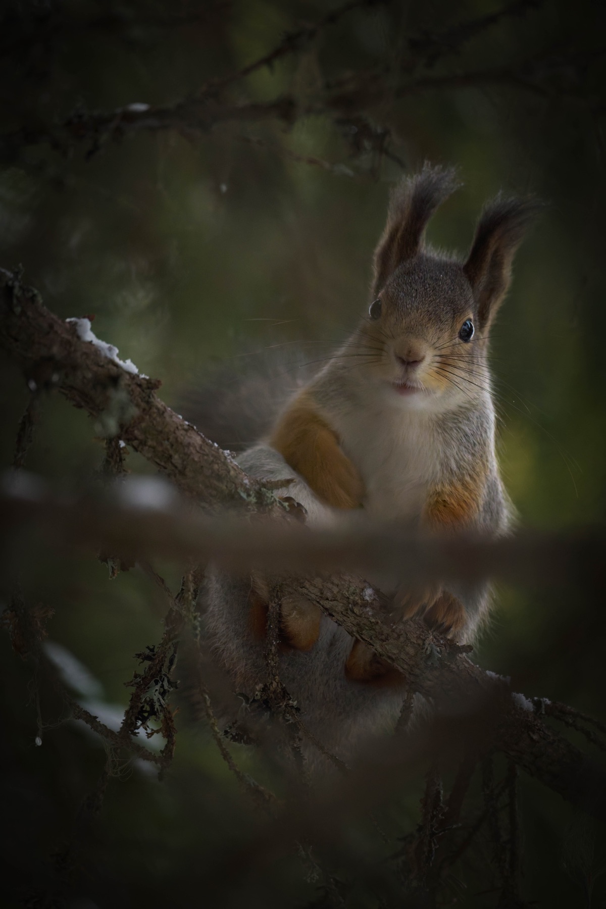 Tierwelt Fotografie von Beatrice Ehrle