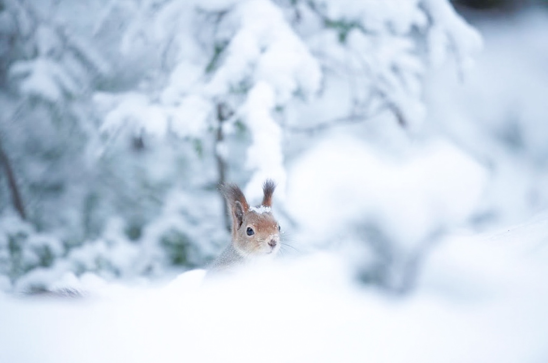 Tierwelt Fotografie von Beatrice Ehrle