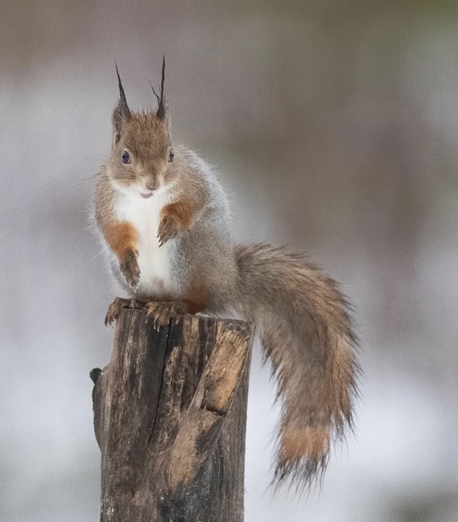 Tierwelt Fotografie von Beatrice Ehrle