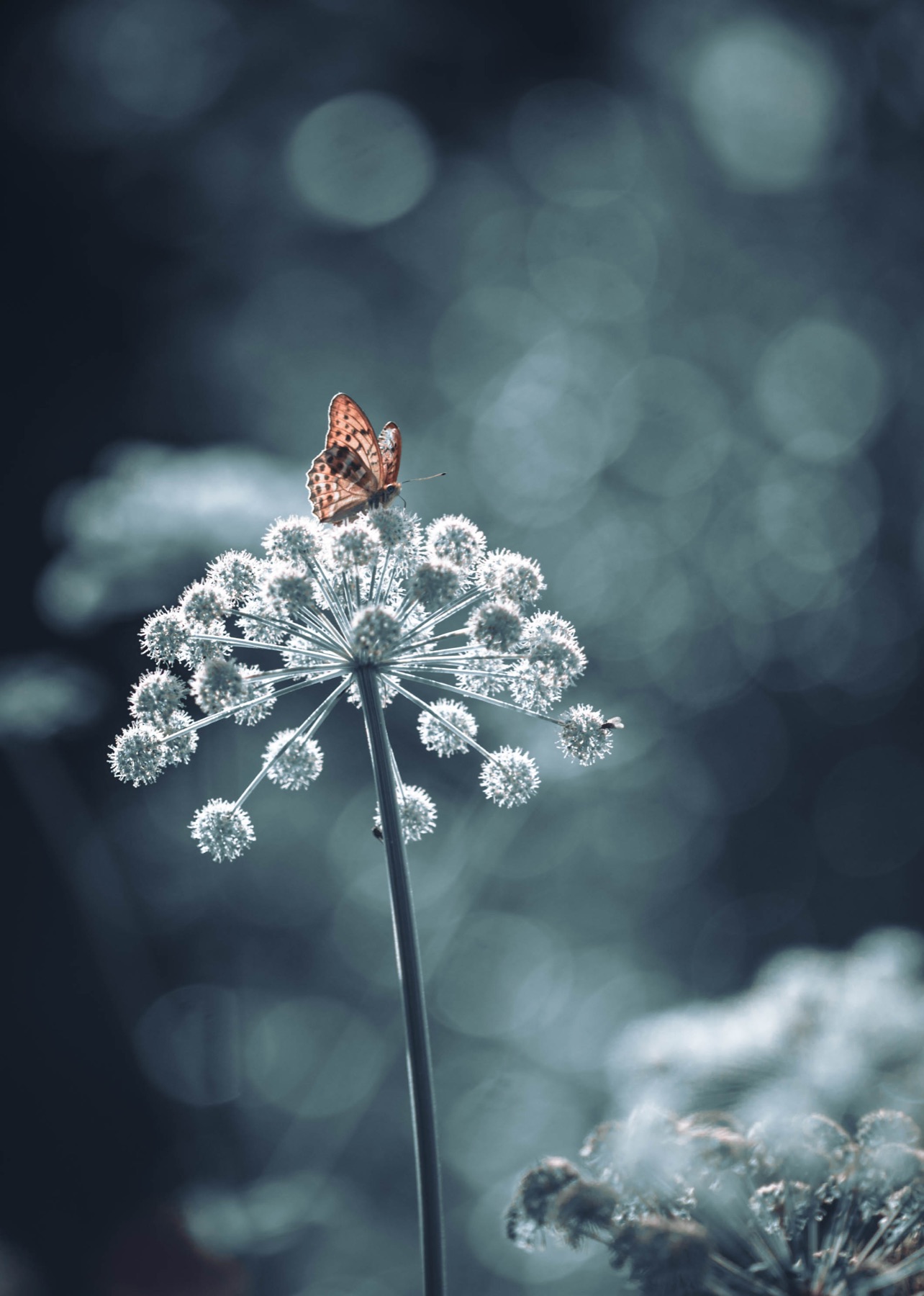 Tierwelt Fotografie von Beatrice Ehrle