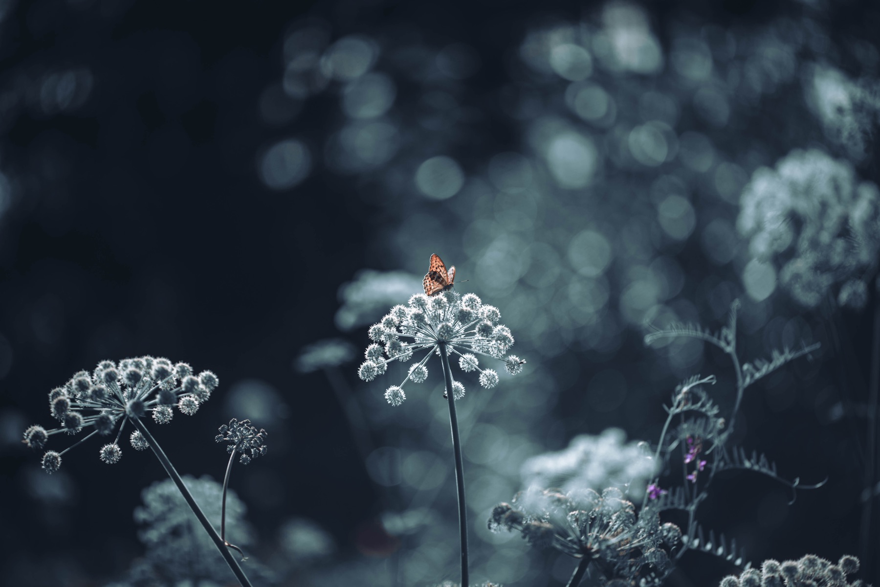 Tierwelt Fotografie von Beatrice Ehrle