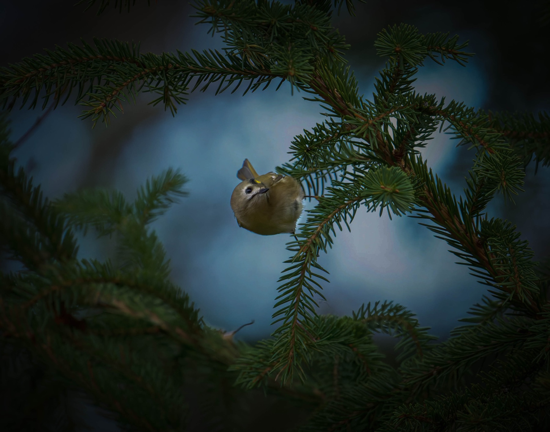 Tierwelt Fotografie von Beatrice Ehrle