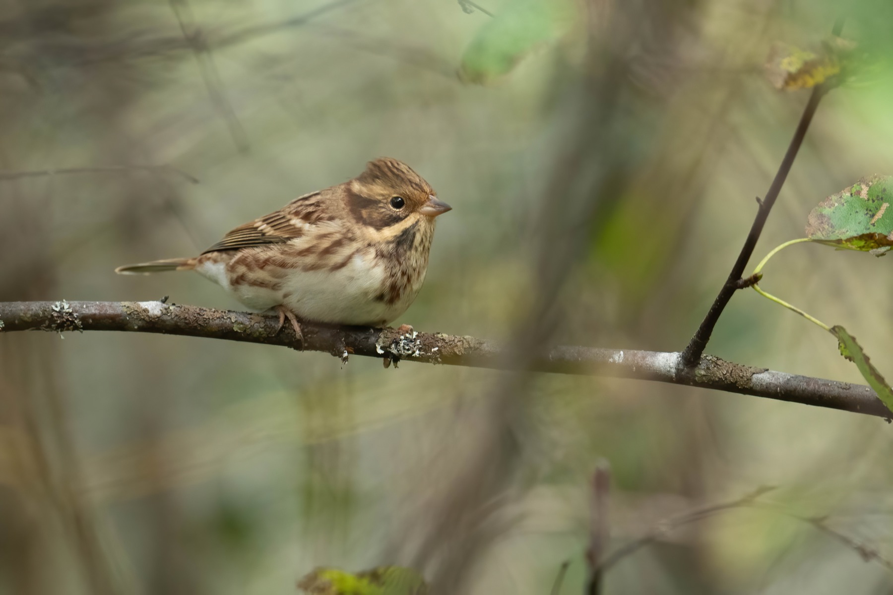 Tierwelt Fotografie von Beatrice Ehrle