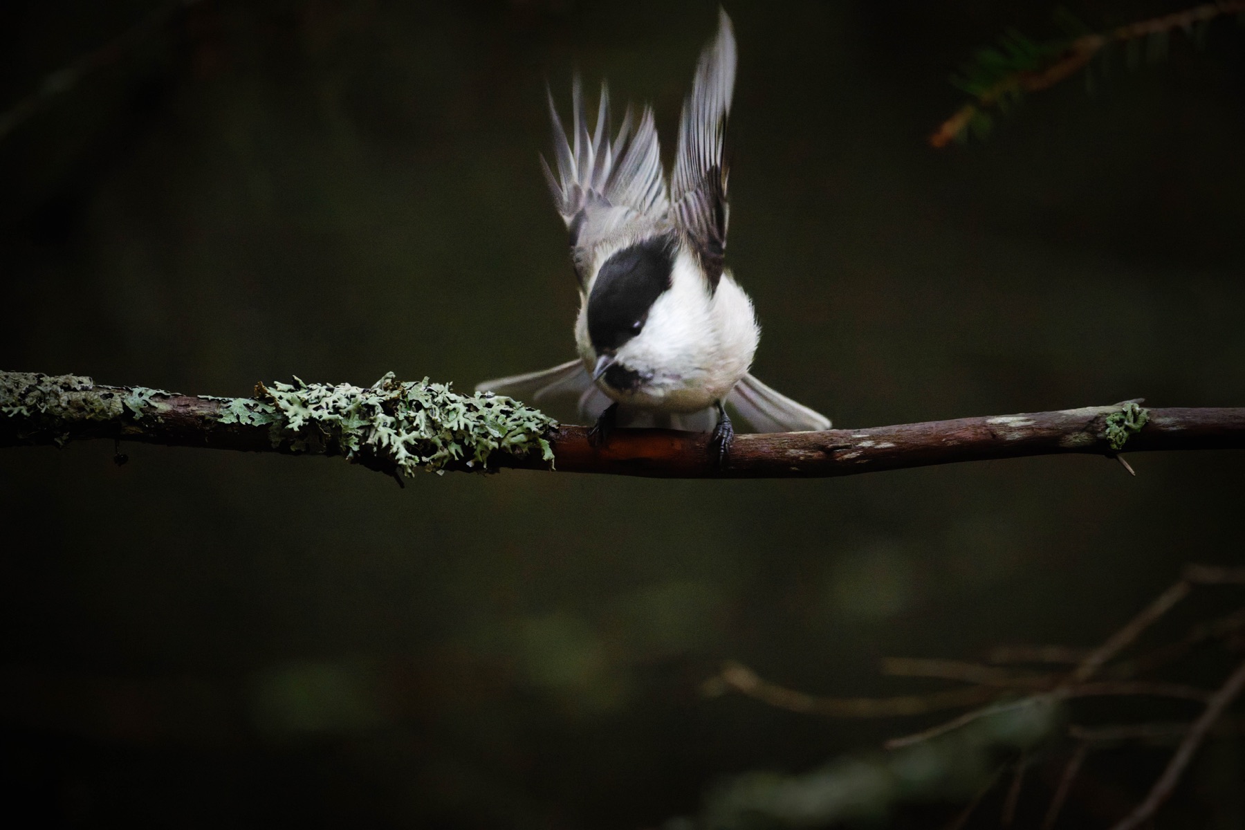 Tierwelt Fotografie von Beatrice Ehrle