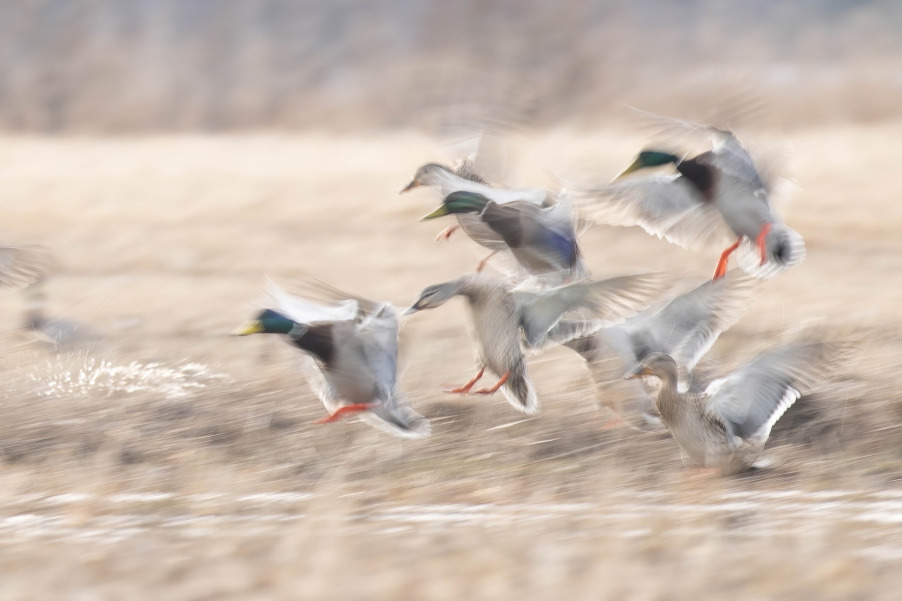 Tierwelt Fotografie von Beatrice Ehrle