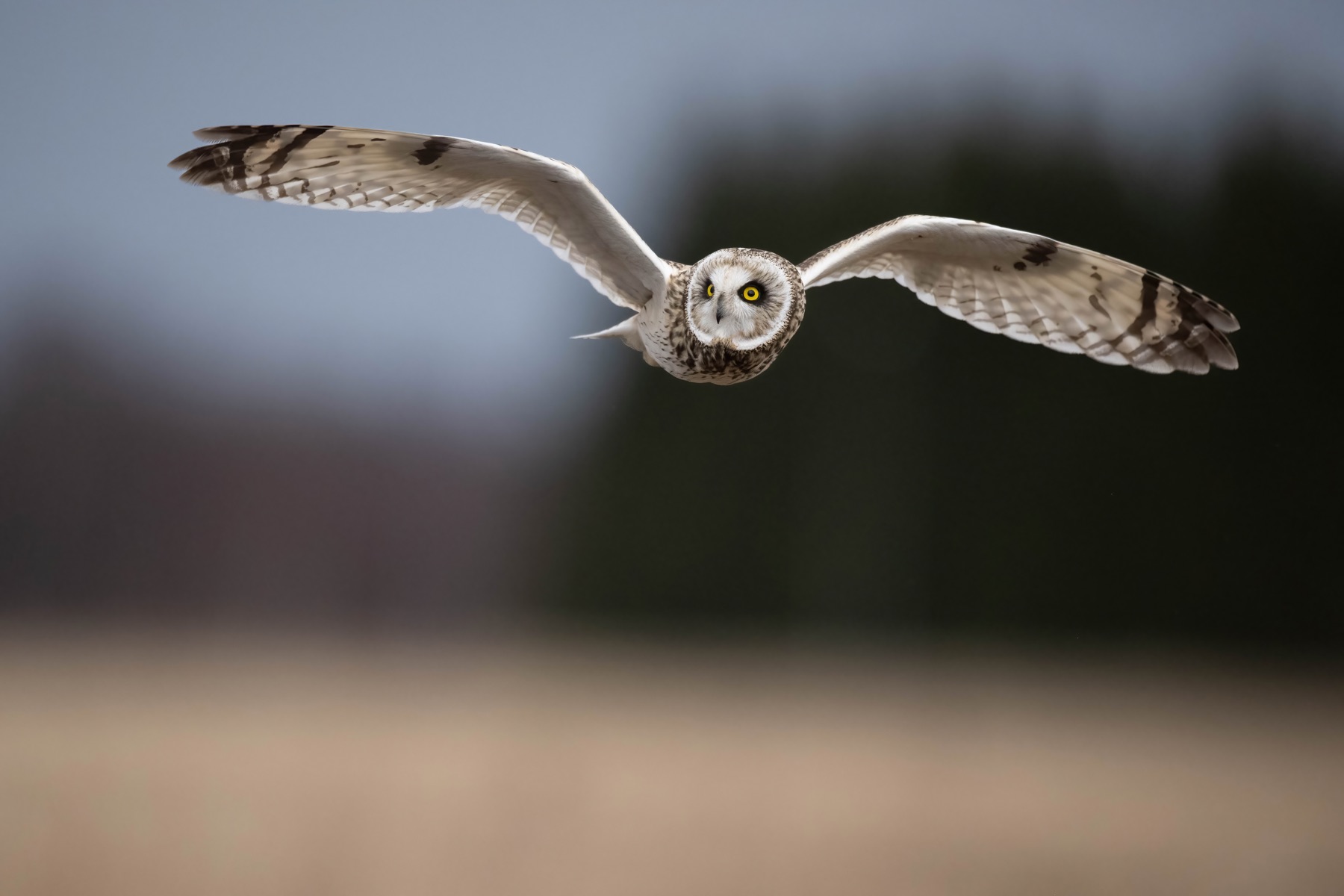 Tierwelt Fotografie von Beatrice Ehrle