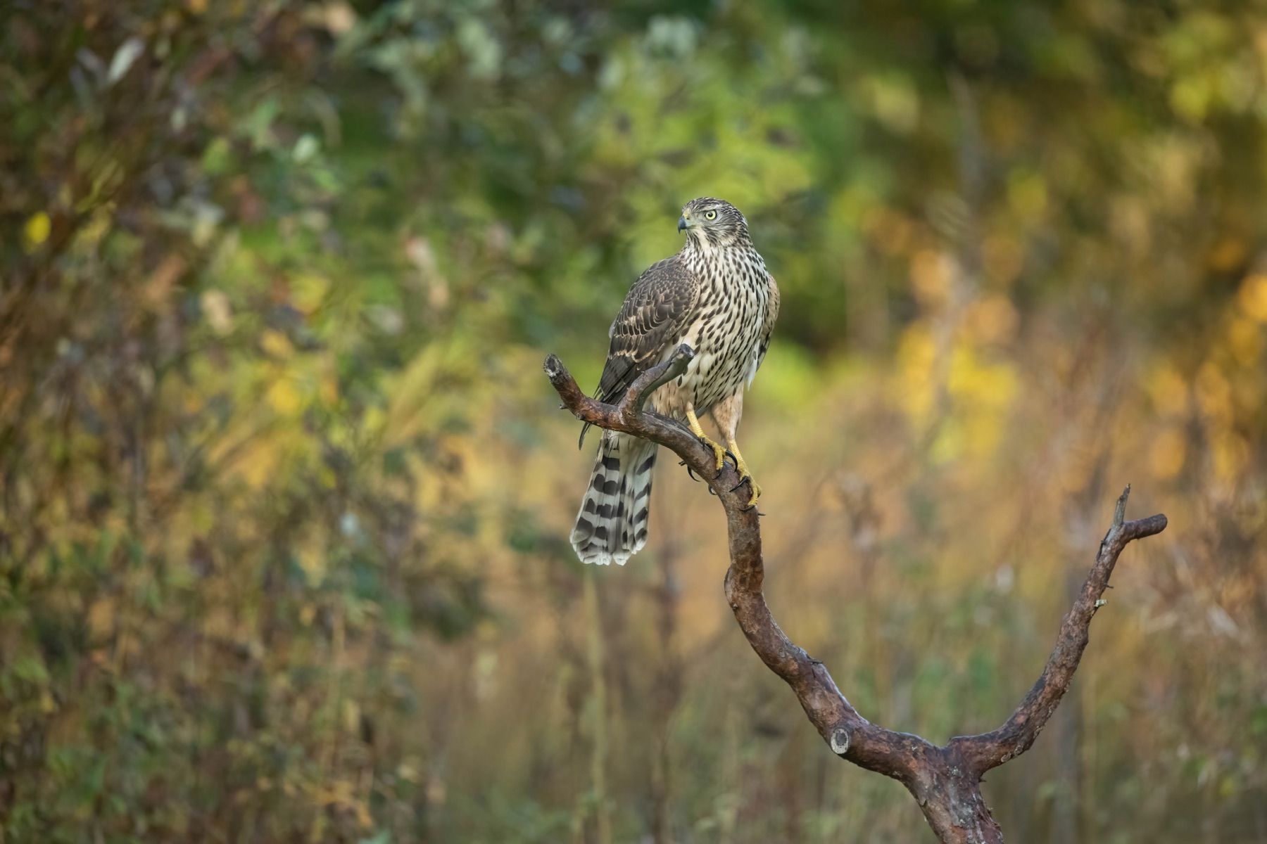 Tierwelt Fotografie von Beatrice Ehrle