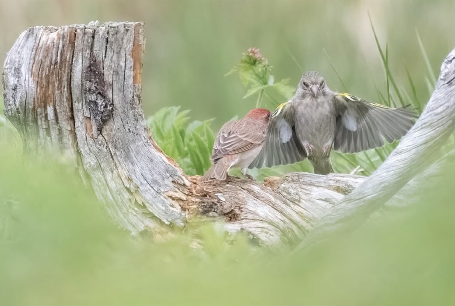 Tierwelt Fotografie von Beatrice Ehrle