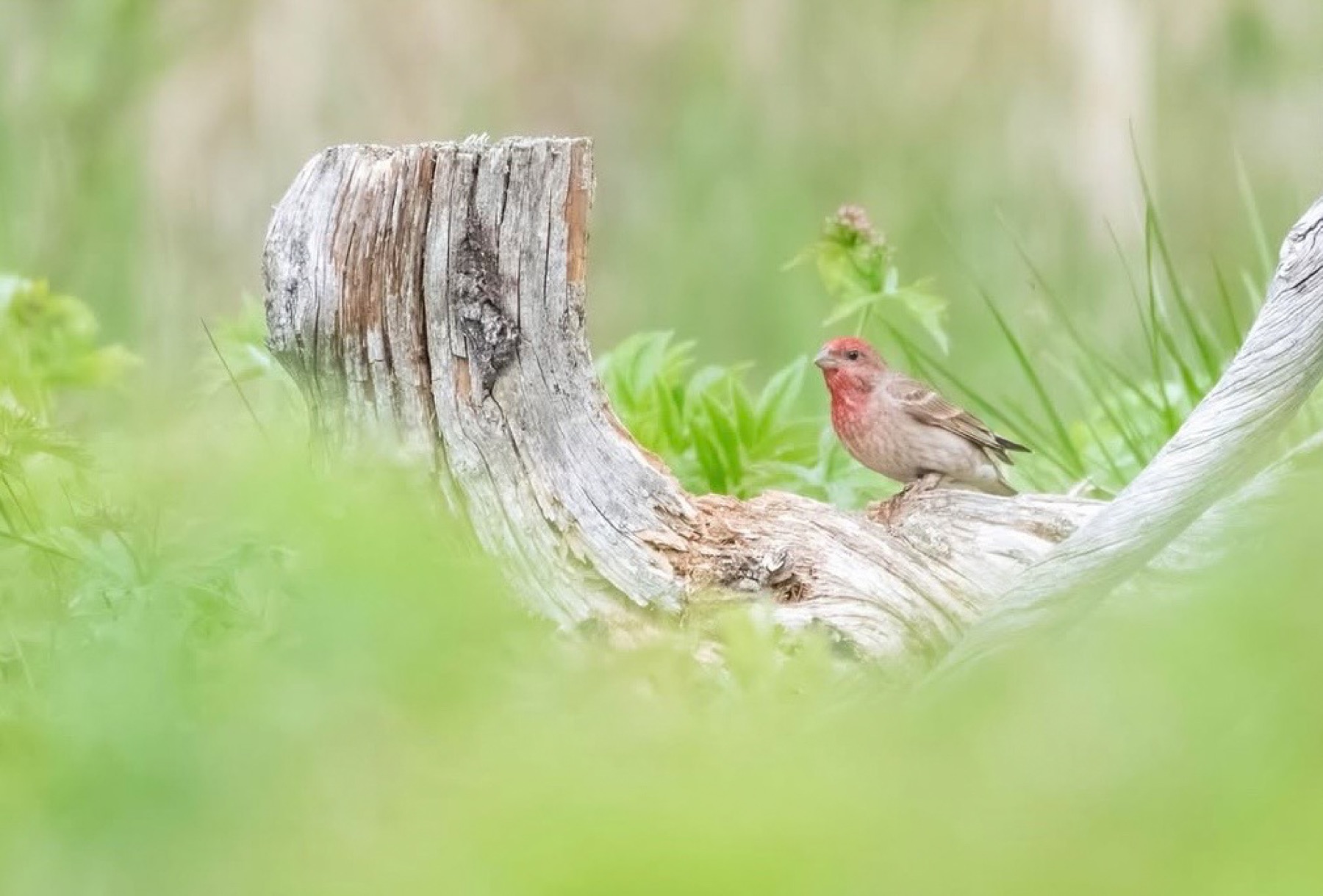 Tierwelt Fotografie von Beatrice Ehrle