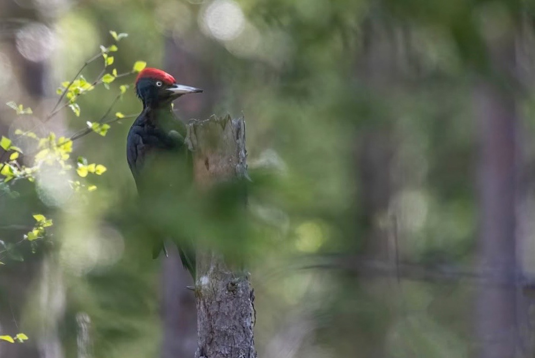 Tierwelt Fotografie von Beatrice Ehrle
