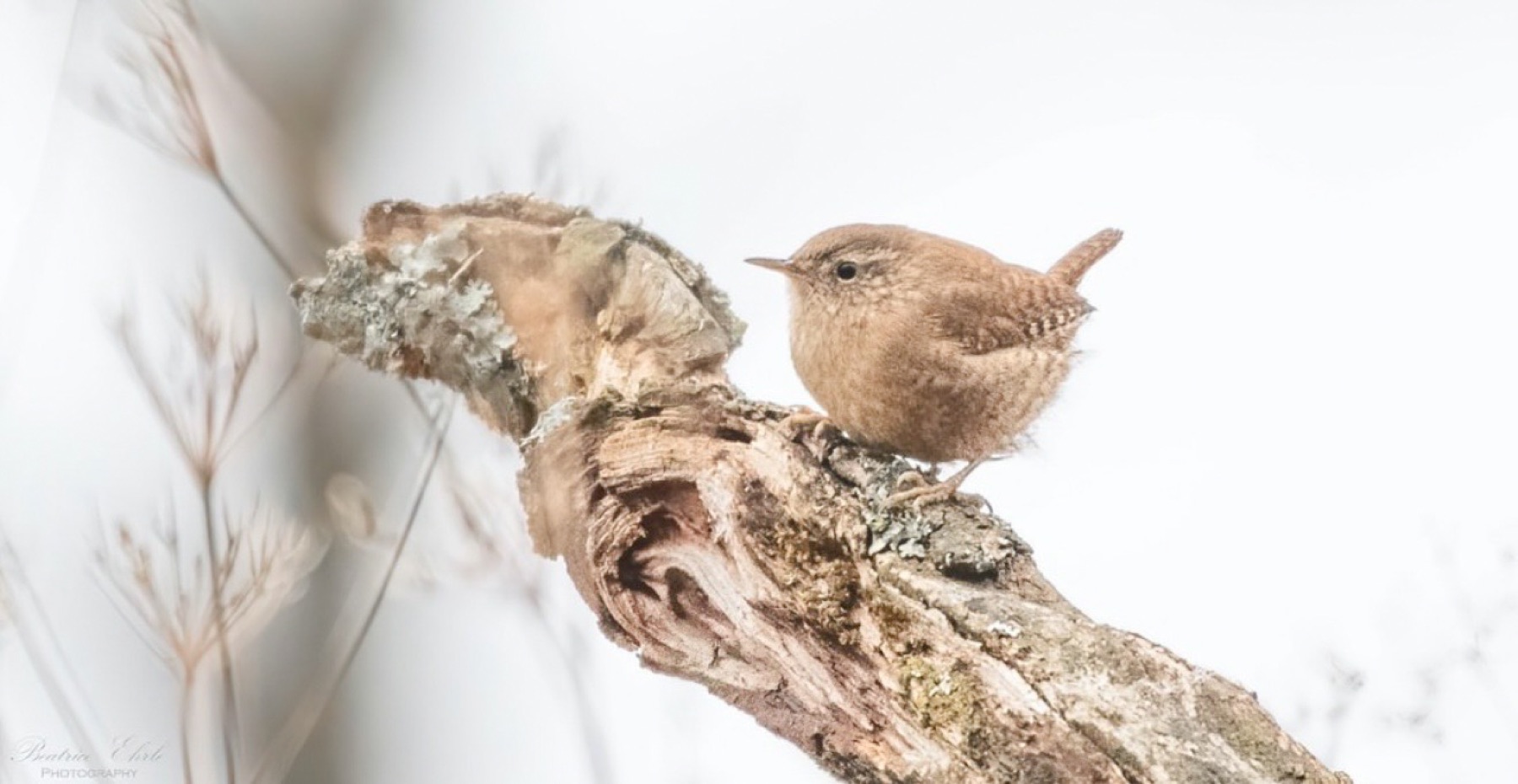 Tierwelt Fotografie von Beatrice Ehrle